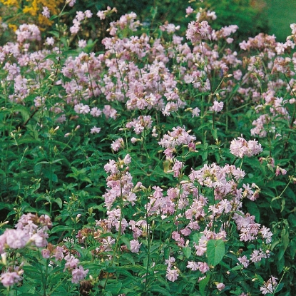 Picture of Herb Soapwort (Saponaria Officinalis)